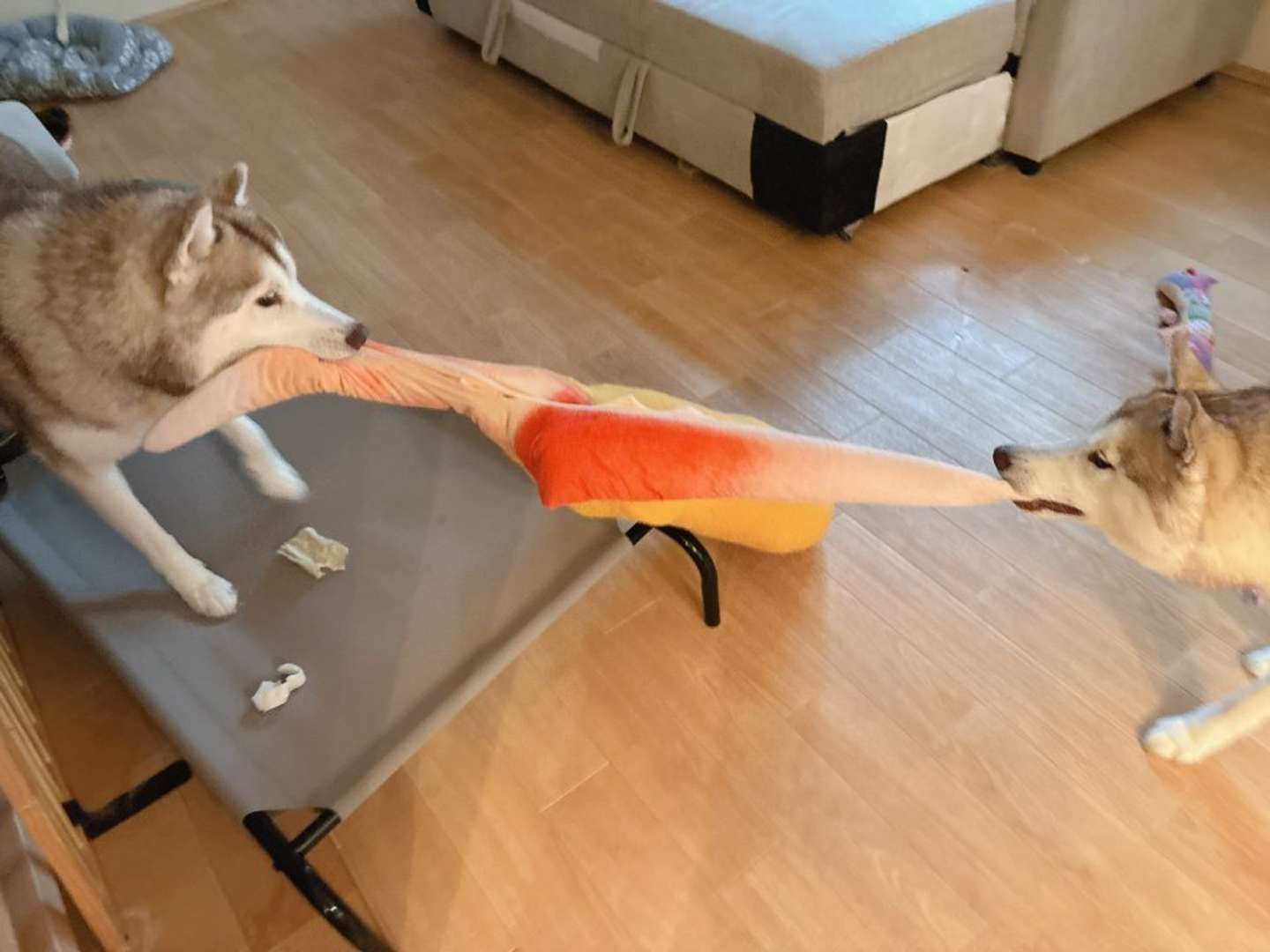 爪「ヒィーッ」（画像はアイリス＆ナイト父娘（＠irislady_husky）さんの投稿より）