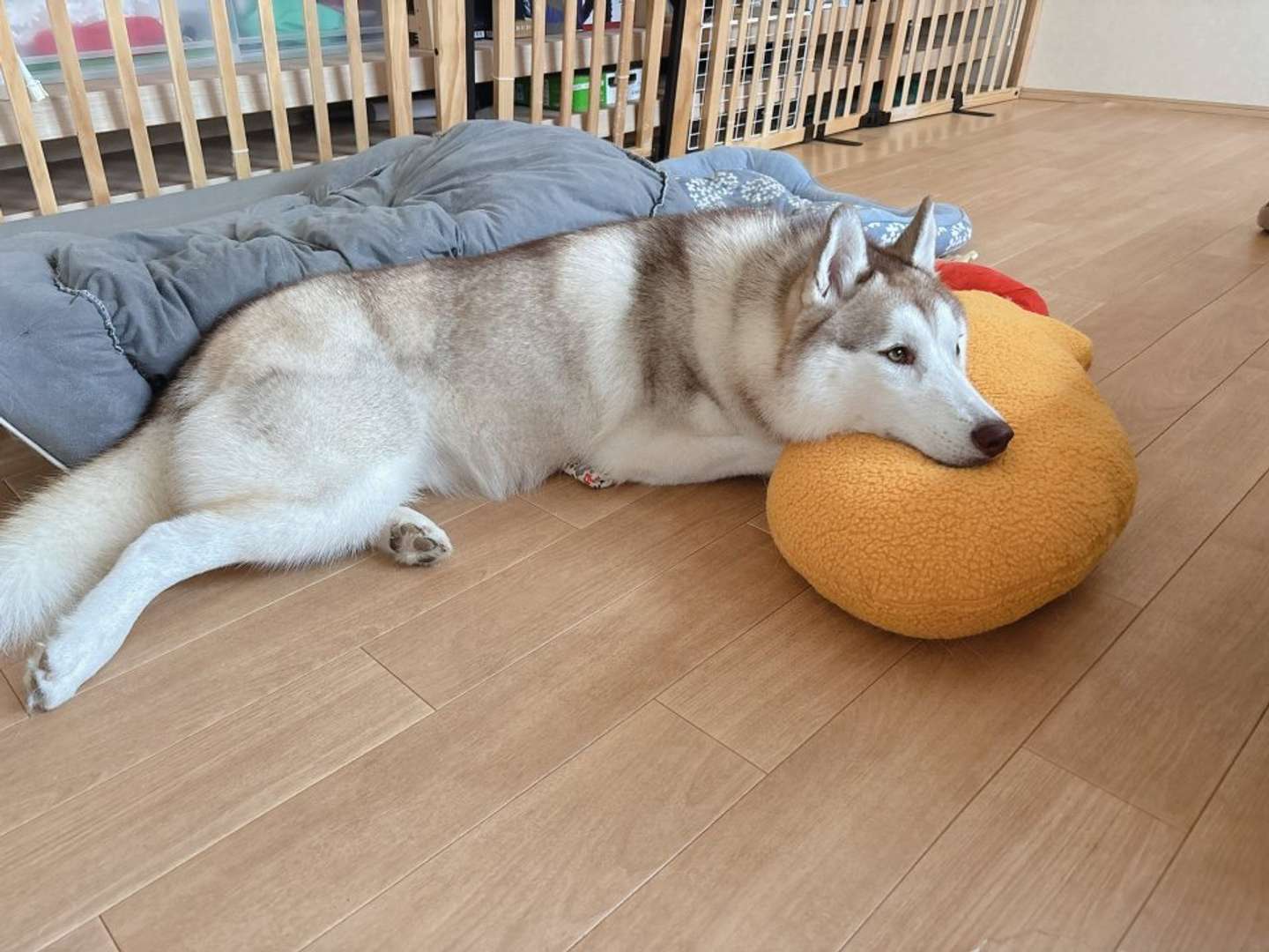 ふっくら部分も使われている（画像はアイリス＆ナイト父娘（＠irislady_husky）さんの投稿より）