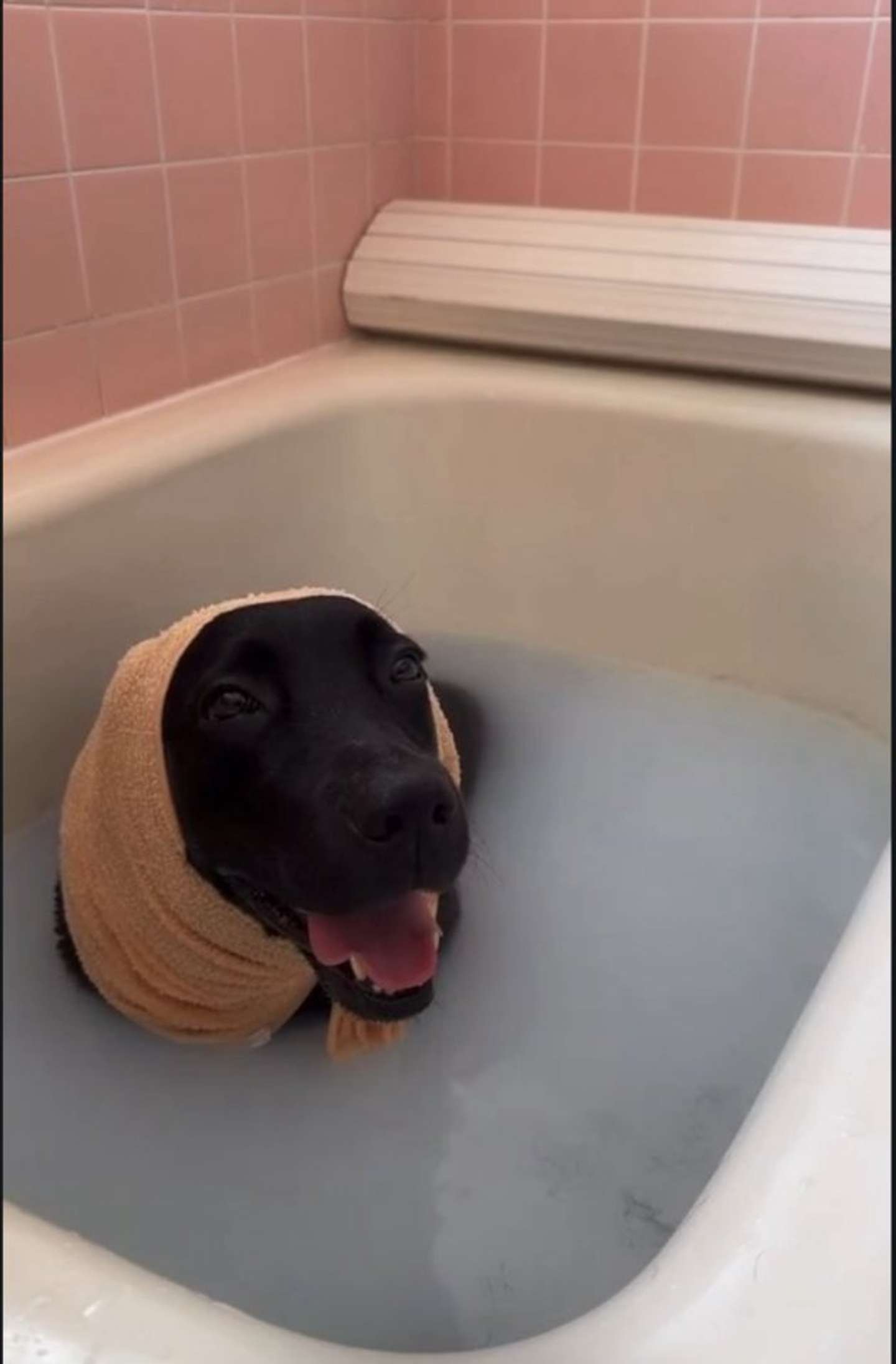 お風呂、だいすき！（画像提供：＠umekochanyoさん）