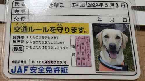 JAFが作ってくれた〝犬の免許証〟に2.5万人から大絶賛　「なめイヌやん！」「控えめに言って良すぎる」