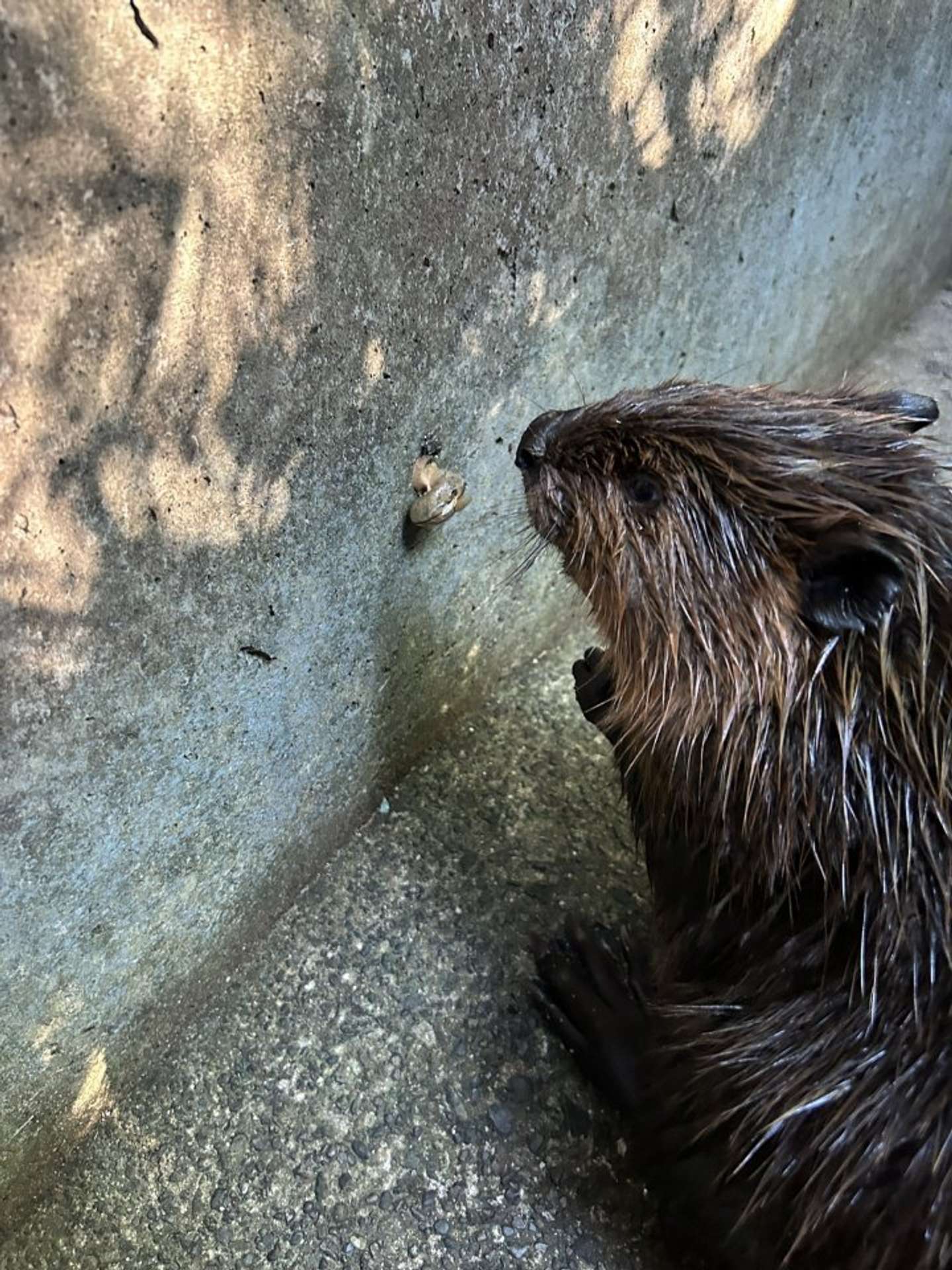 見つめる先には......（画像は高知県立のいち動物公園の公式Xアカウントの投稿より）