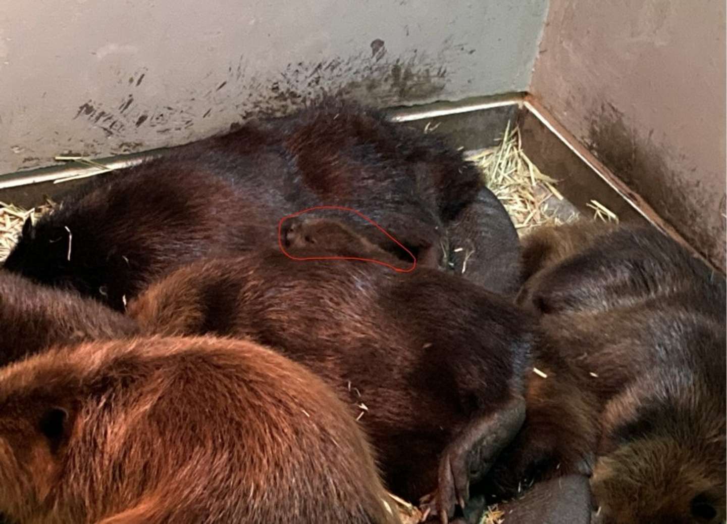 赤丸の部分が、小さい時のコッペさん（画像は高知県立のいち動物公園の公式Xアカウントの投稿より）