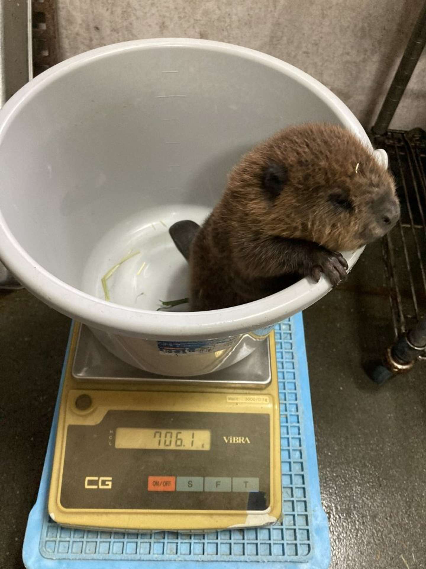 体重測定をする7日齢の時のコッペさん（画像は高知県立のいち動物公園の公式Xアカウントの投稿より）