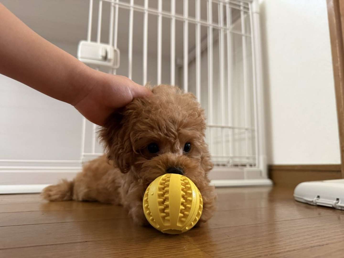 ちいさきいのち・りくちゃん、おうちに来る（画像提供：りえ＠dkr_0801さん）