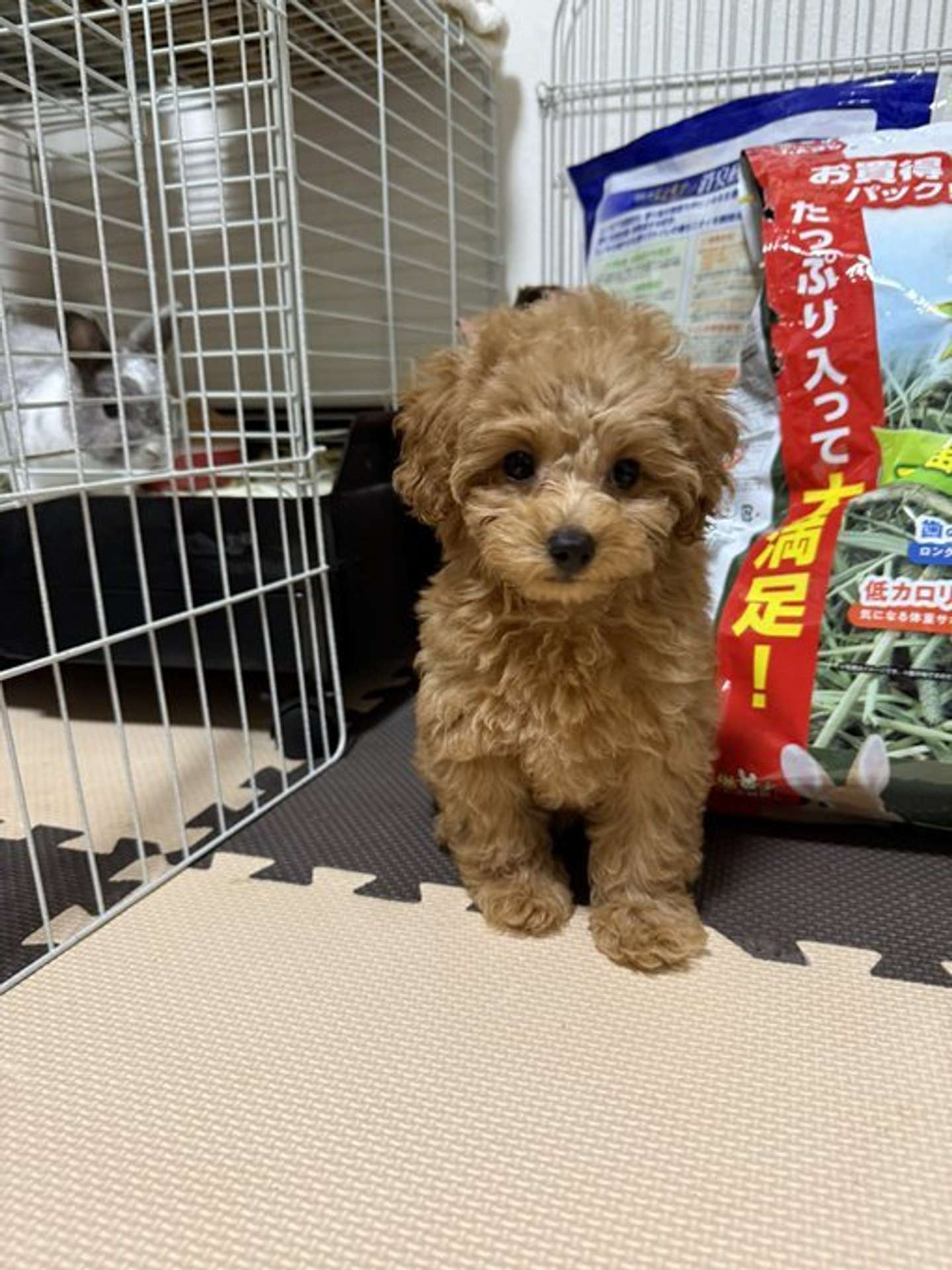 （画像提供：りえ＠dkr_0801さん）