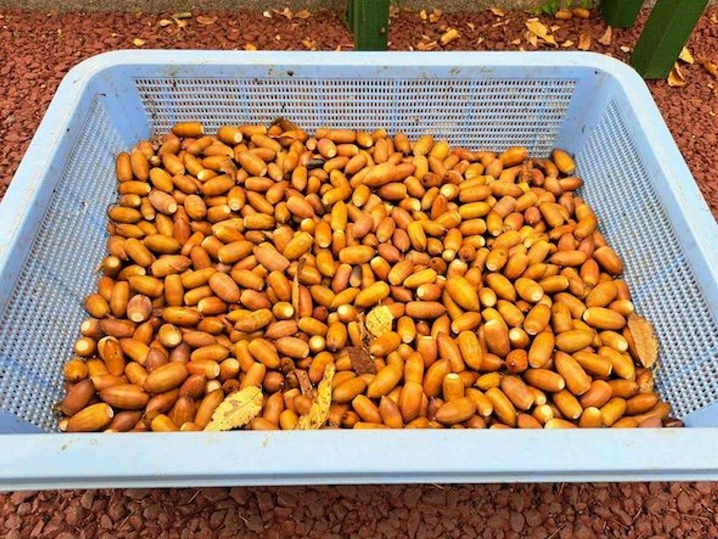 日立市かみね動物園公式Xアカウント（＠HitachiCity_Zoo）の投稿より、集まったどんぐり