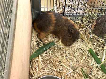 「人間の専売特許と思ってた」「心配しちゃう」　動物園で激写された〝衝撃的寝顔〟に1.6万人驚がく