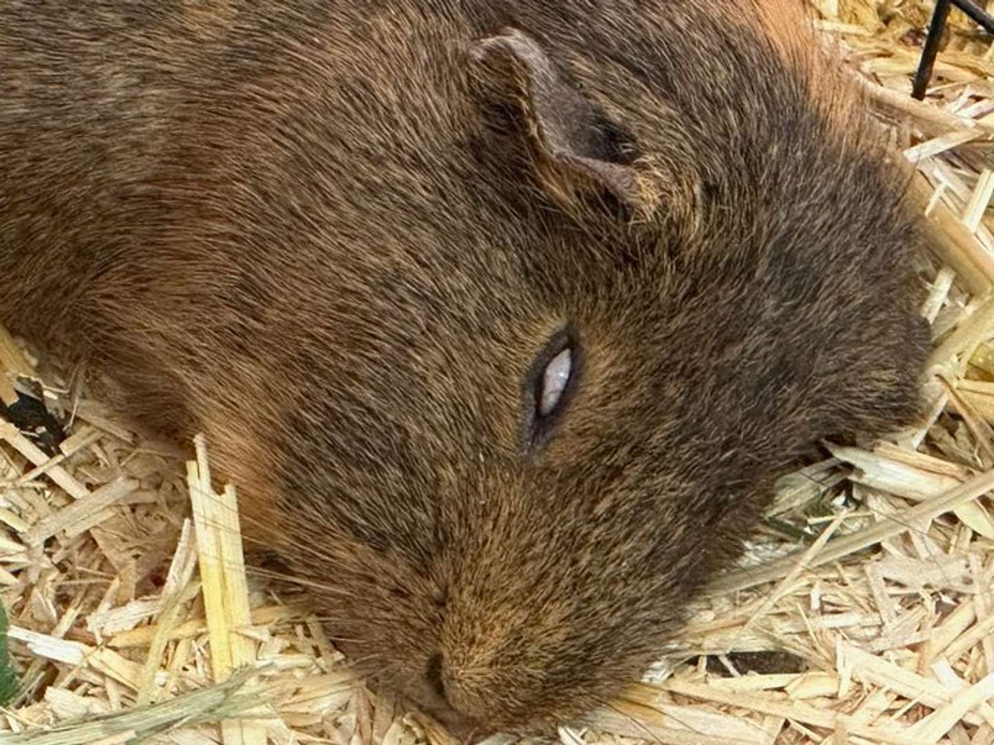 こわい（画像は広島市安佐動物公園の公式Xアカウントより）