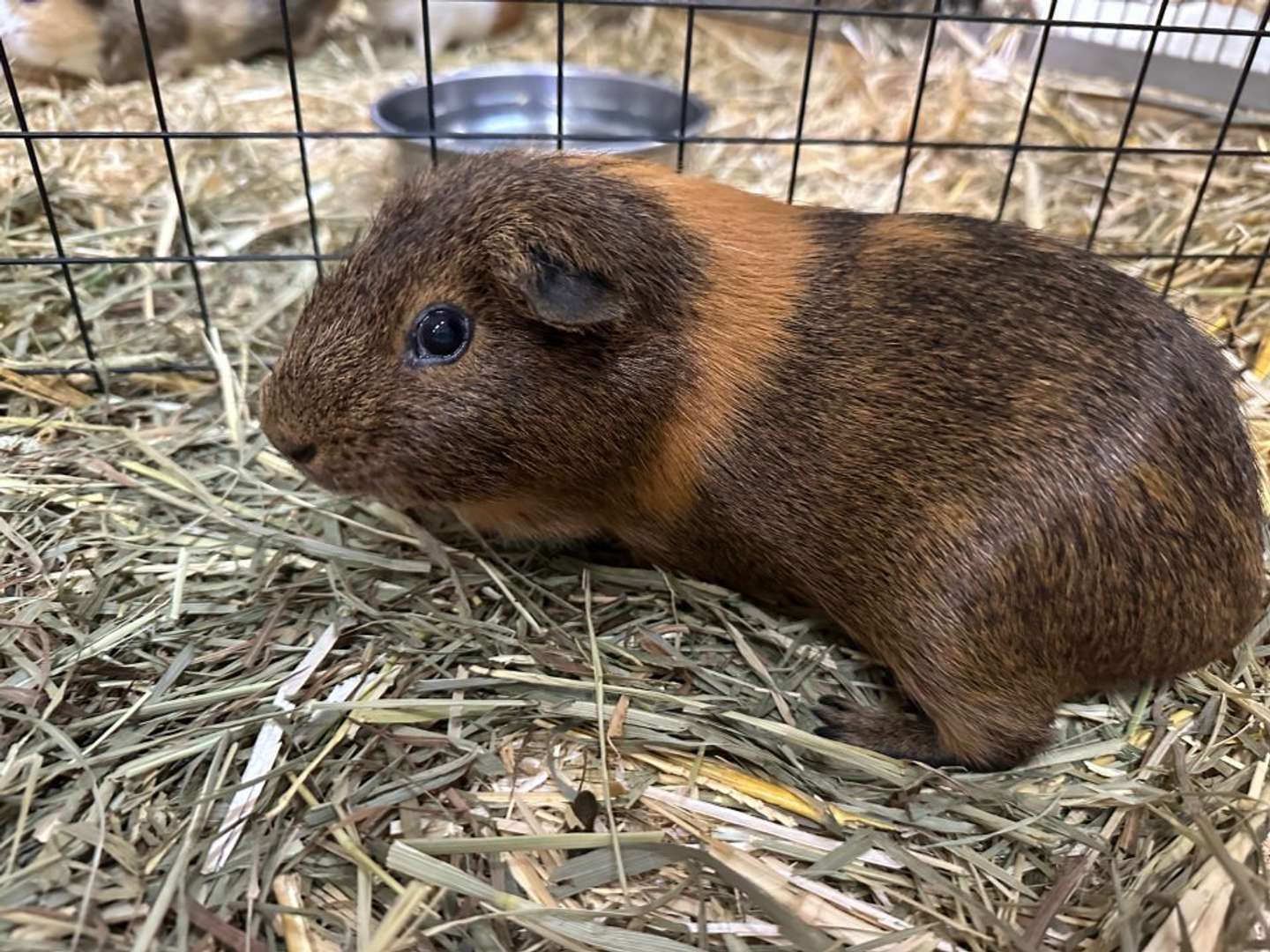 起きている時のオコゲさん（画像提供：広島市安佐動物公園）