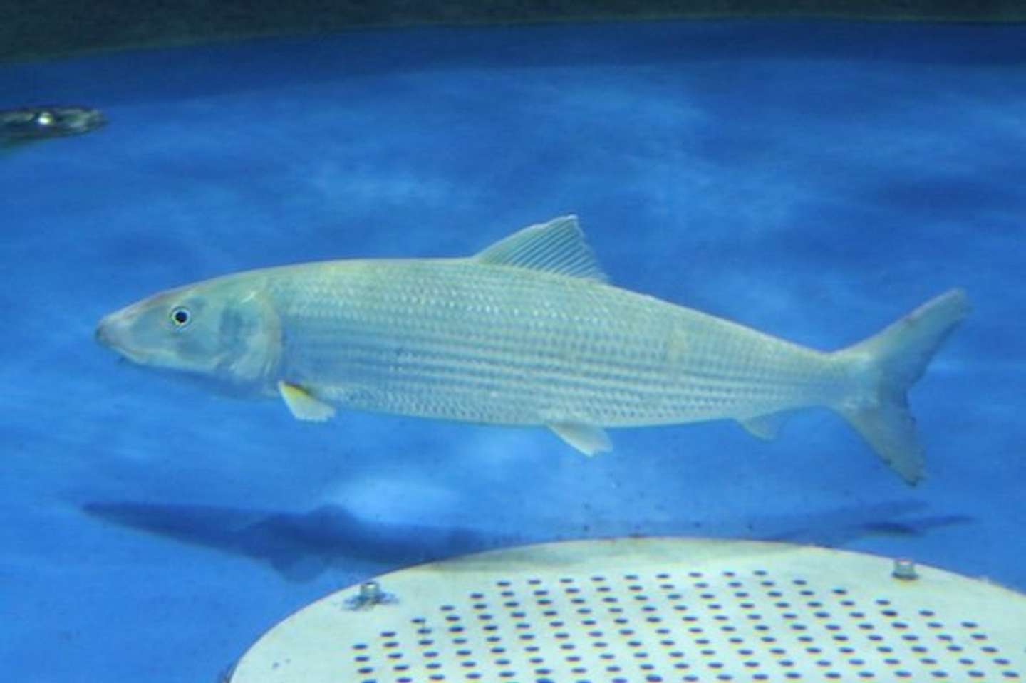 ソトイワシ（画像提供：アクアワールド茨城県大洗水族館）