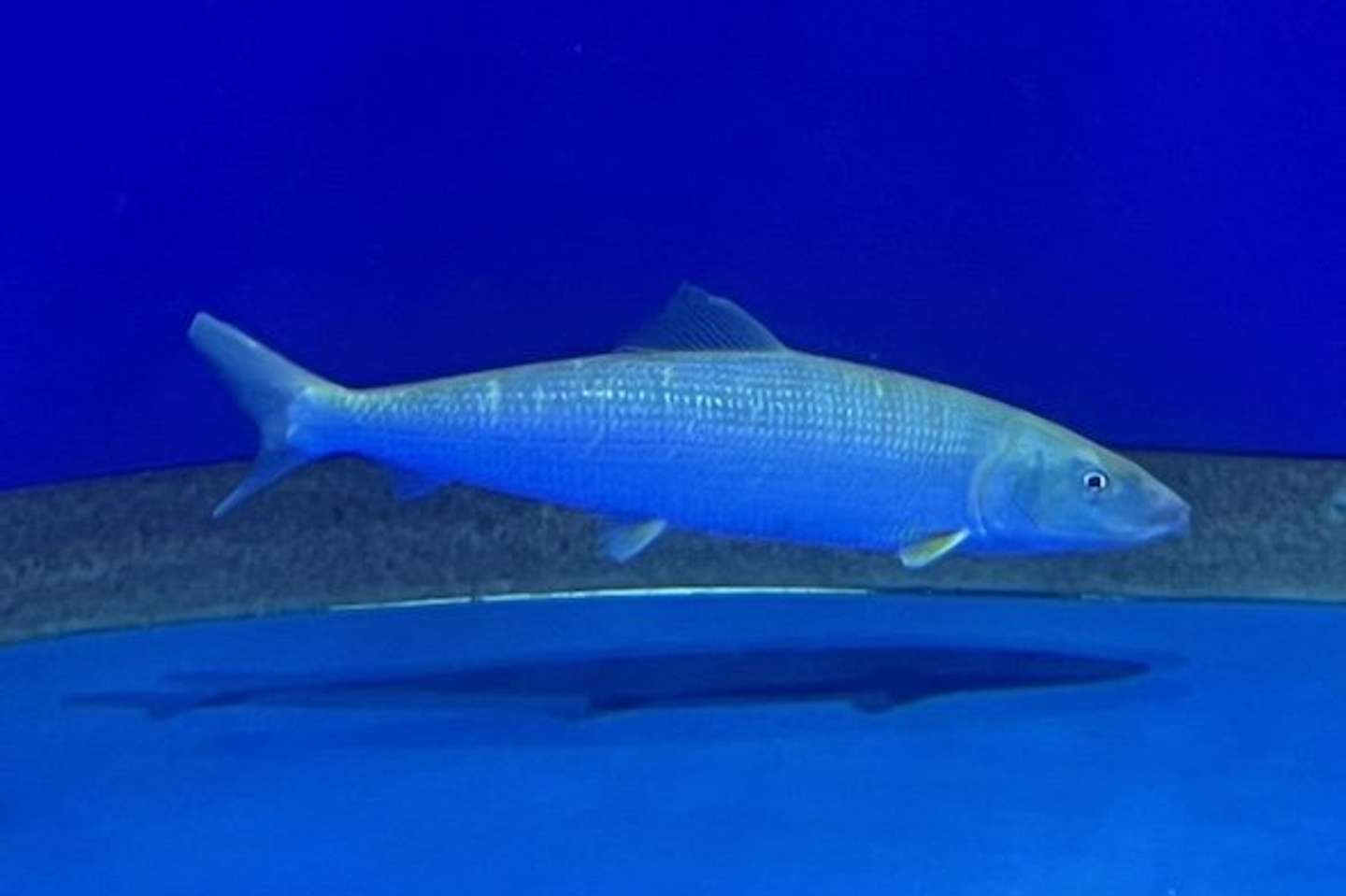 ソトイワシ（画像提供：アクアワールド茨城県大洗水族館）