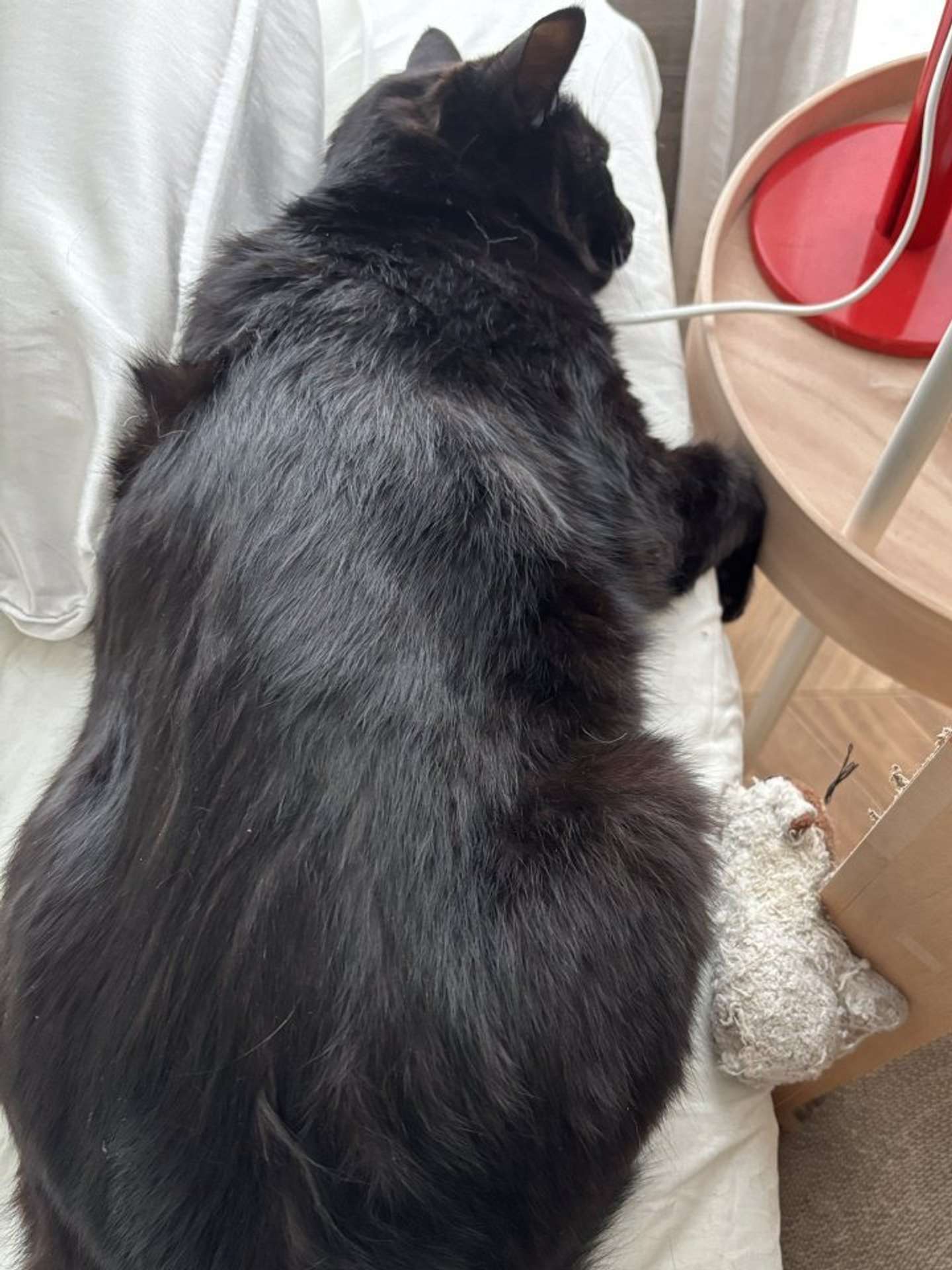 お友だちのぬいぐるみと（画像提供：In.S_そーい（＠In_s_soi）さん）