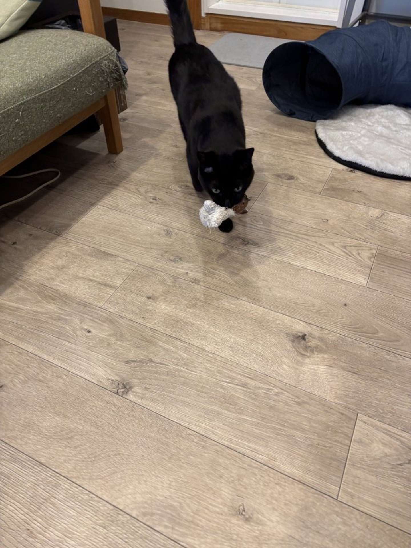 お友達を連れ歩く（画像提供：In.S_そーい（＠In_s_soi）さん）