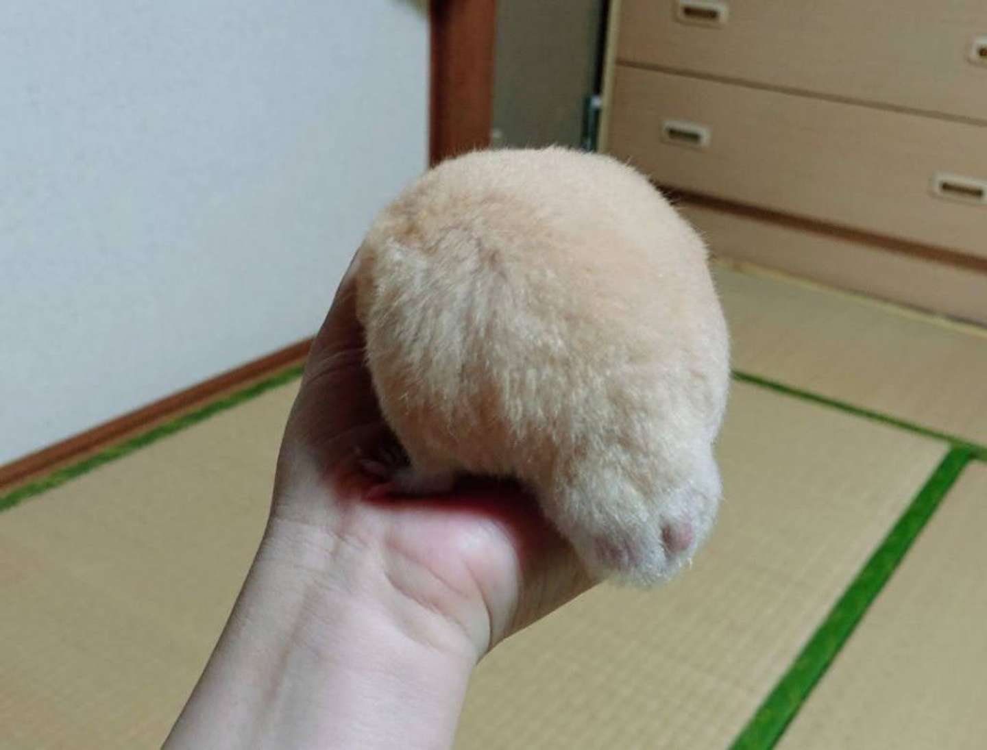 画像提供：べーーやん（＠hamuhamustar924）さん