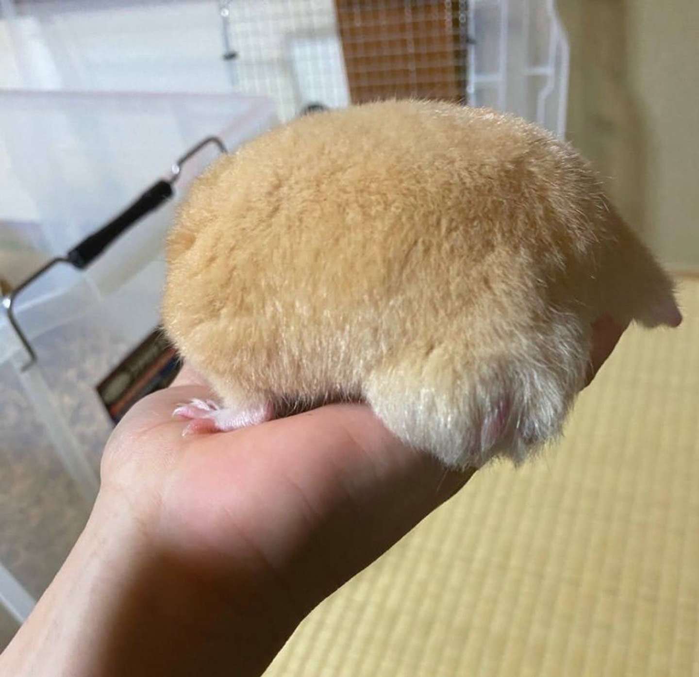 画像提供：べーーやん（＠hamuhamustar924）さん