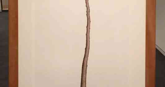 東日本大震災の津波に耐えた「奇跡の一本松」　植物画家が受け取った「木からのメッセージ」とは