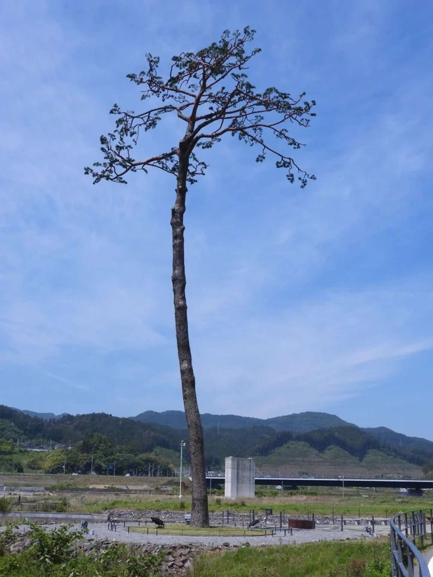 「奇跡の一本松」実物　（画像提供：一般財団法人公園財団）