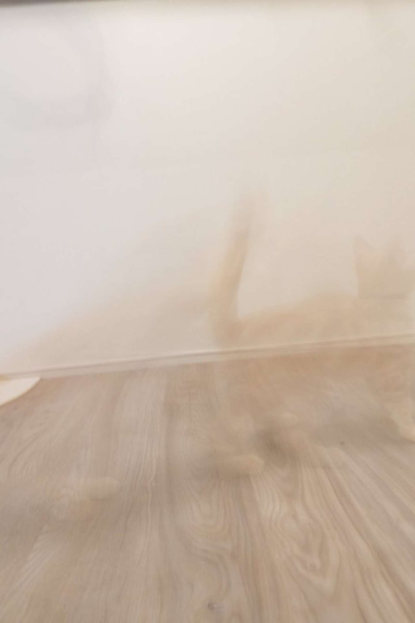 画像提供:@Pukuri_catさん、再掲