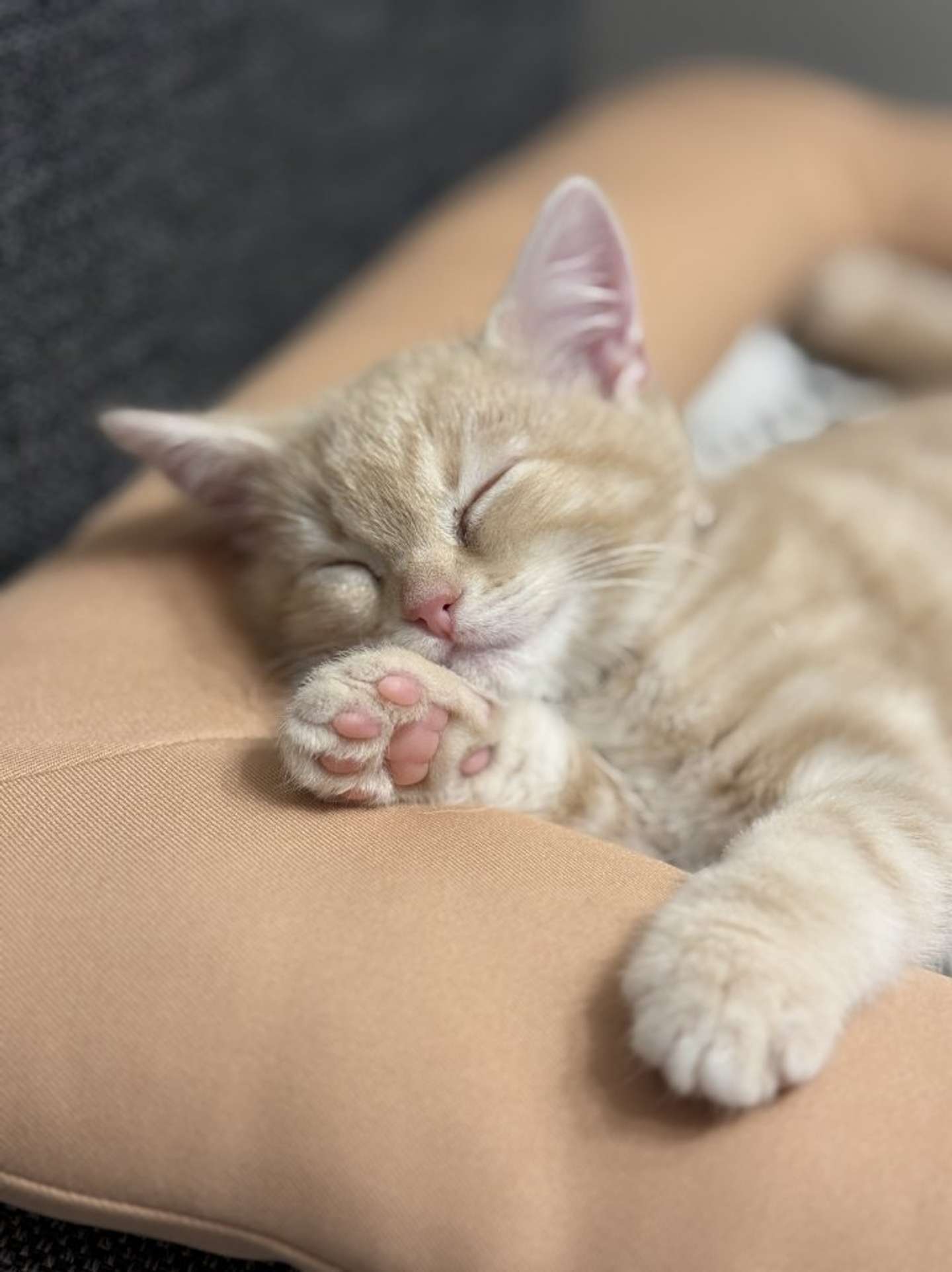 スヤ...（画像提供：＠Pukuri_catさん）