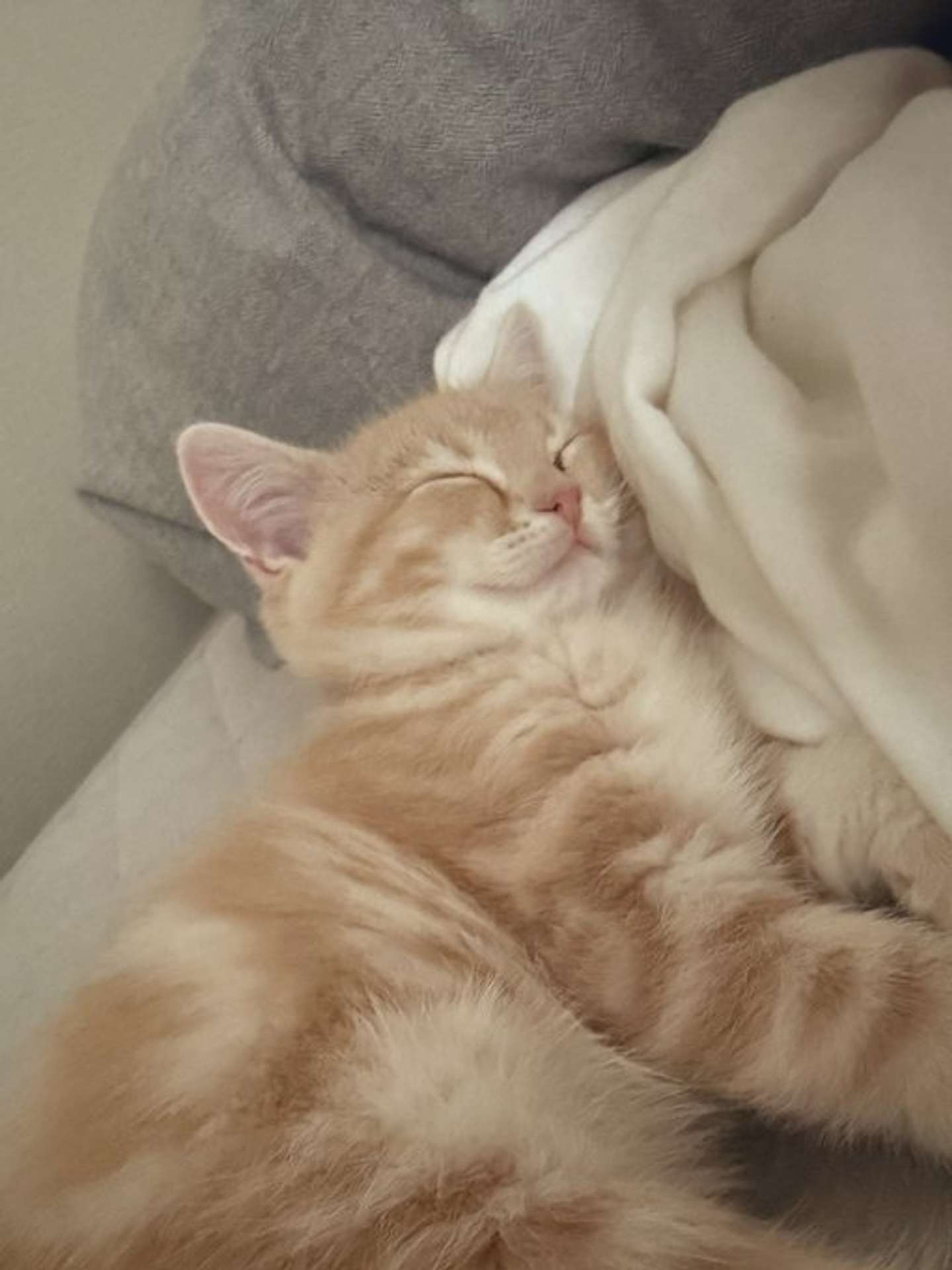 スヤ・・・（画像提供：＠Pukuri_catさん）