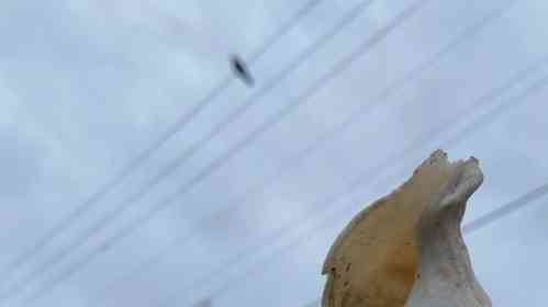 カラスが目の前にクルミを落とした→割ってあげたら... まさかの〝その後〟に15万人驚がく