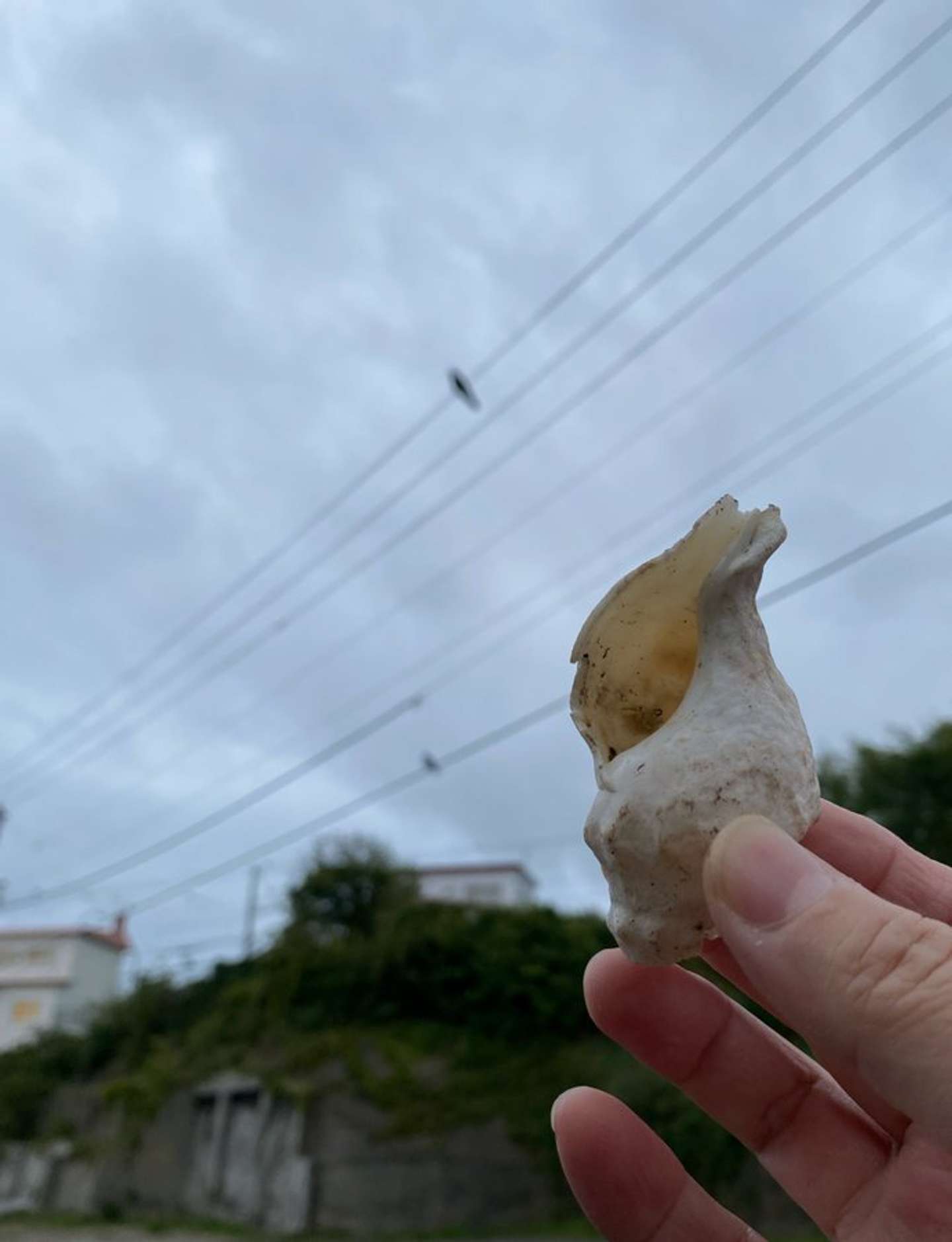 画像提供:@tetsu_tochiさん、白い巻貝の貝殻と上方の電線にとまるカラス