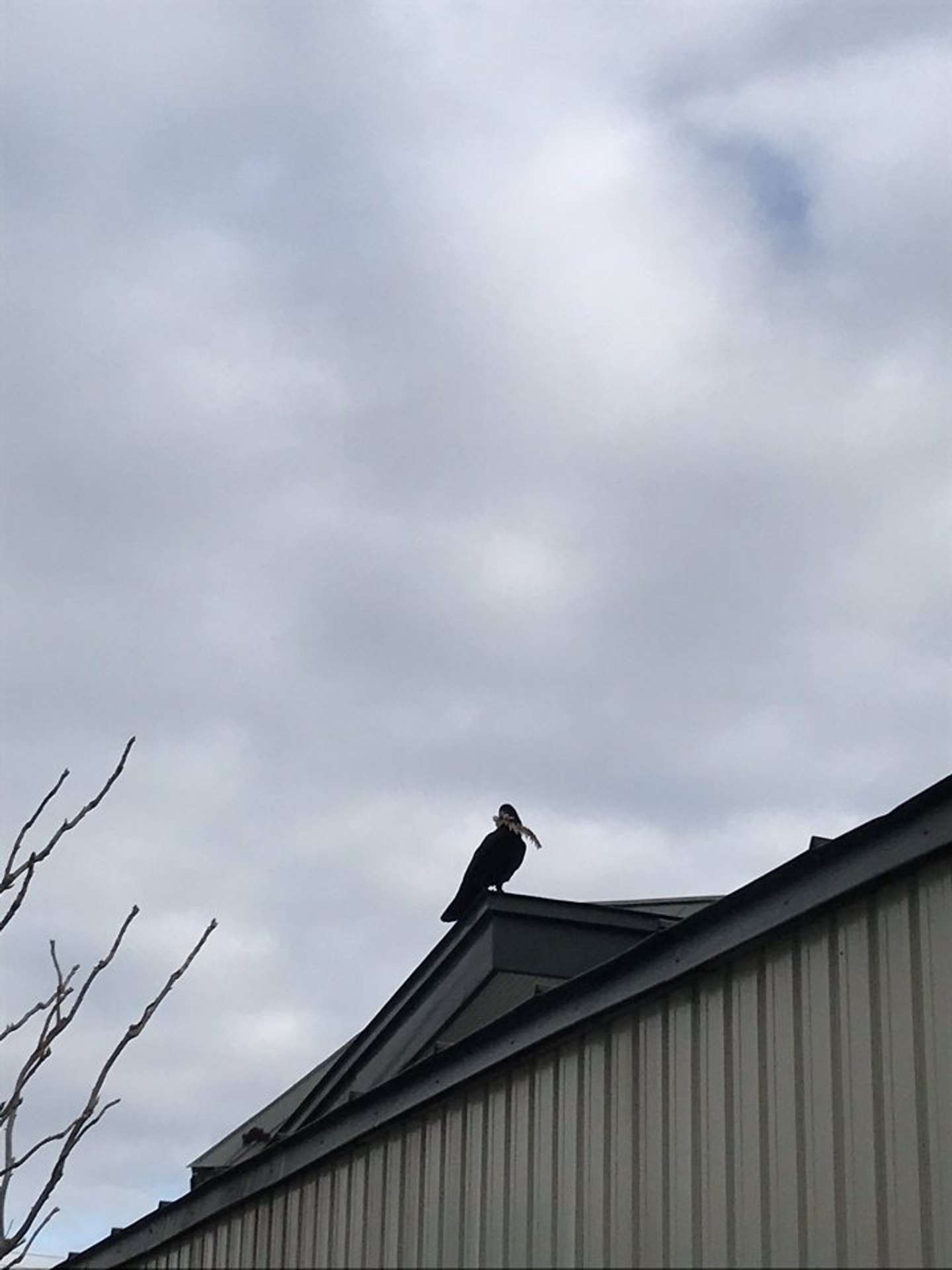 ＠tetsu_tochiさんの家までホッケの骨を見せびらかしにきたカラス