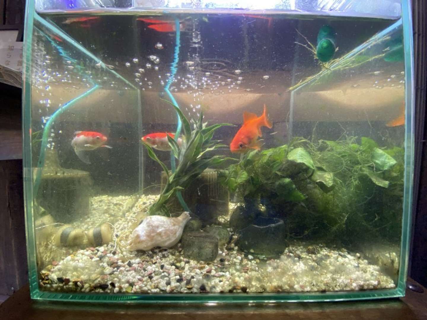 画像提供：＠tetsu_tochiさん、水槽の中にカラスにもらった貝殻