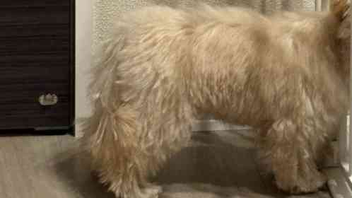 （画像提供：犬を見て！＠inu_wo_miteさん）