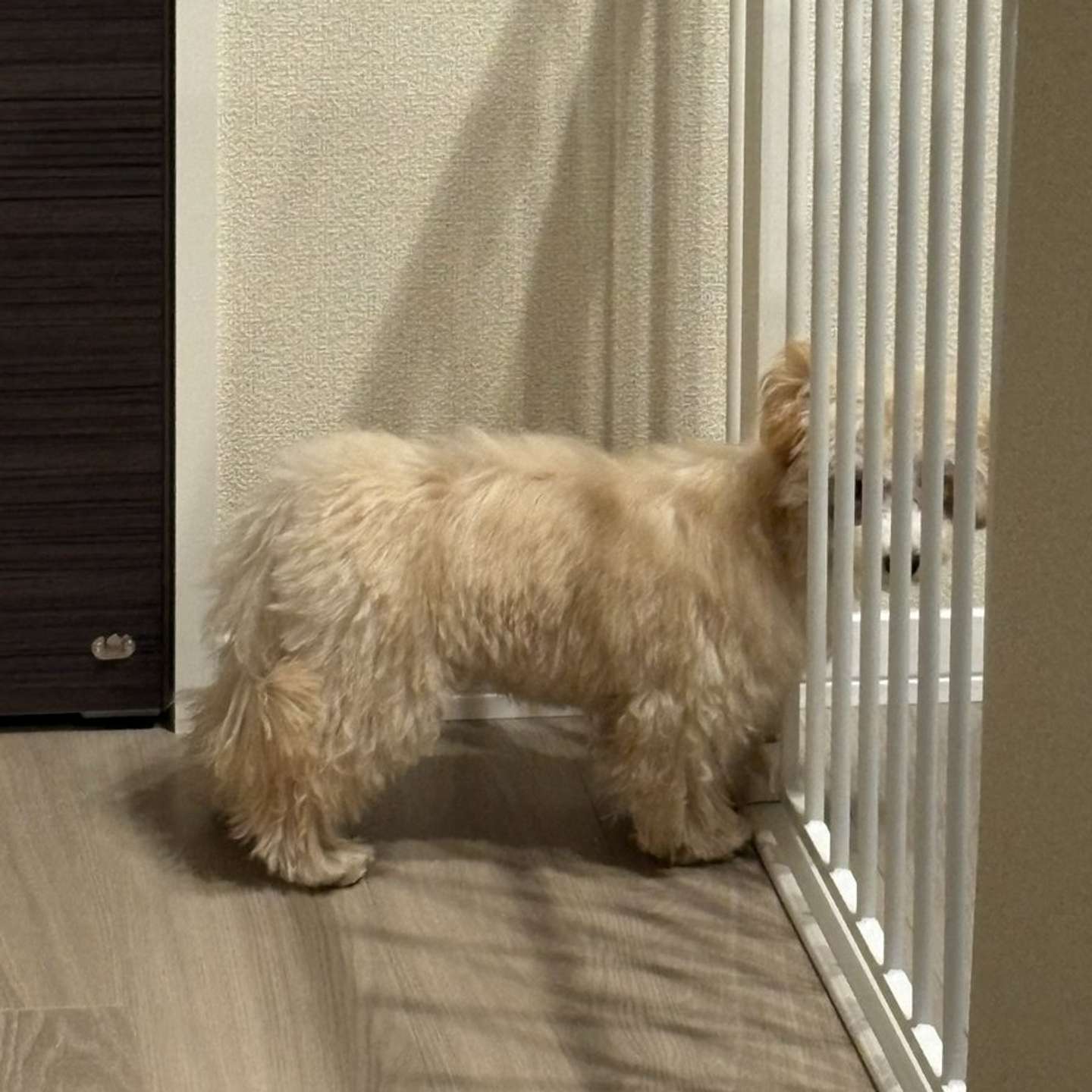 にげられない！（画像提供：犬を見て！＠inu_wo_miteさん）