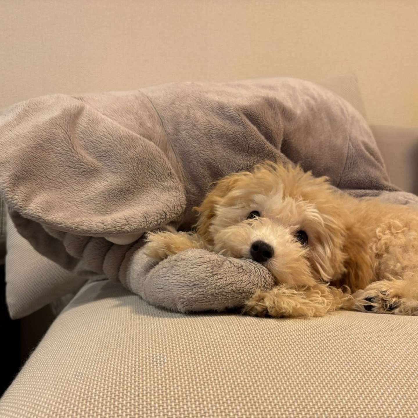 もさもさがキュートなボサノヴァちゃん（画像提供：犬を見て！＠inu_wo_miteさん）
