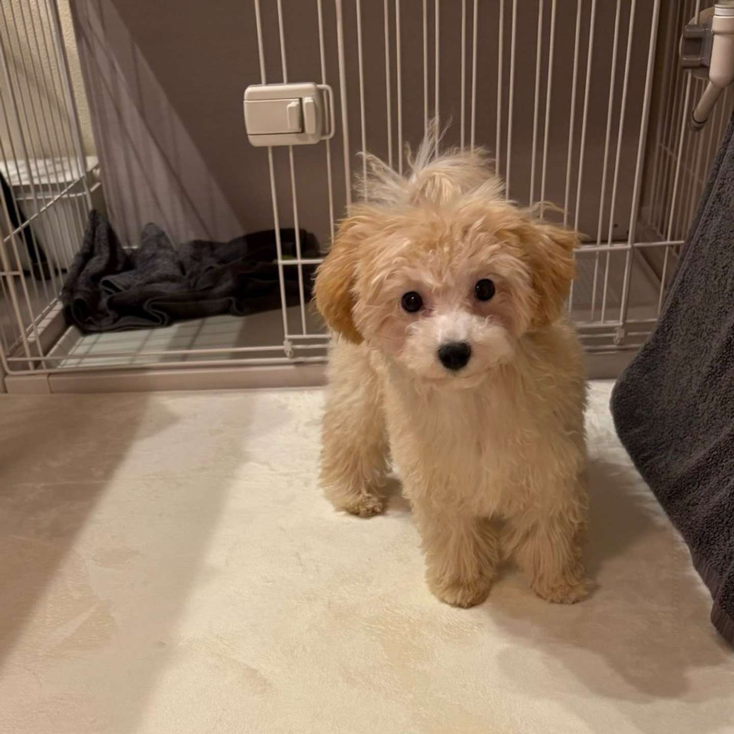 お客さんには抱っこをせがみ、道行く人には挨拶に行く好奇心旺盛なボサノヴァちゃん（画像提供：犬を見て！＠inu_wo_miteさん）