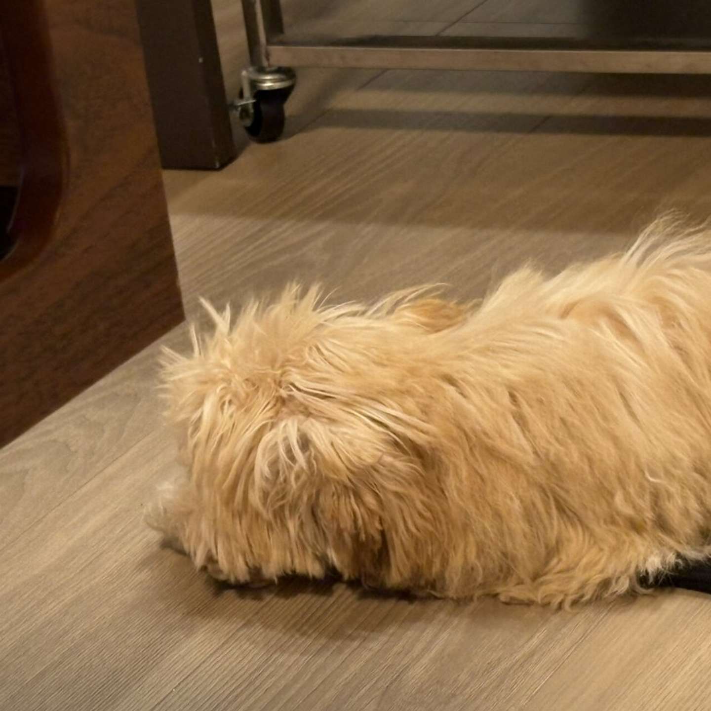 もしゃしゃっ（画像提供：犬を見て！＠inu_wo_miteさん）