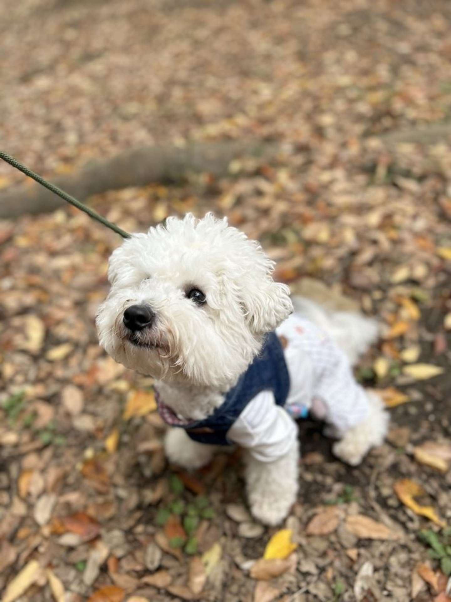 ビション・フリーゼのパポテさん（画像は形が定まらない犬（＠papoter_dog）さんの投稿より）