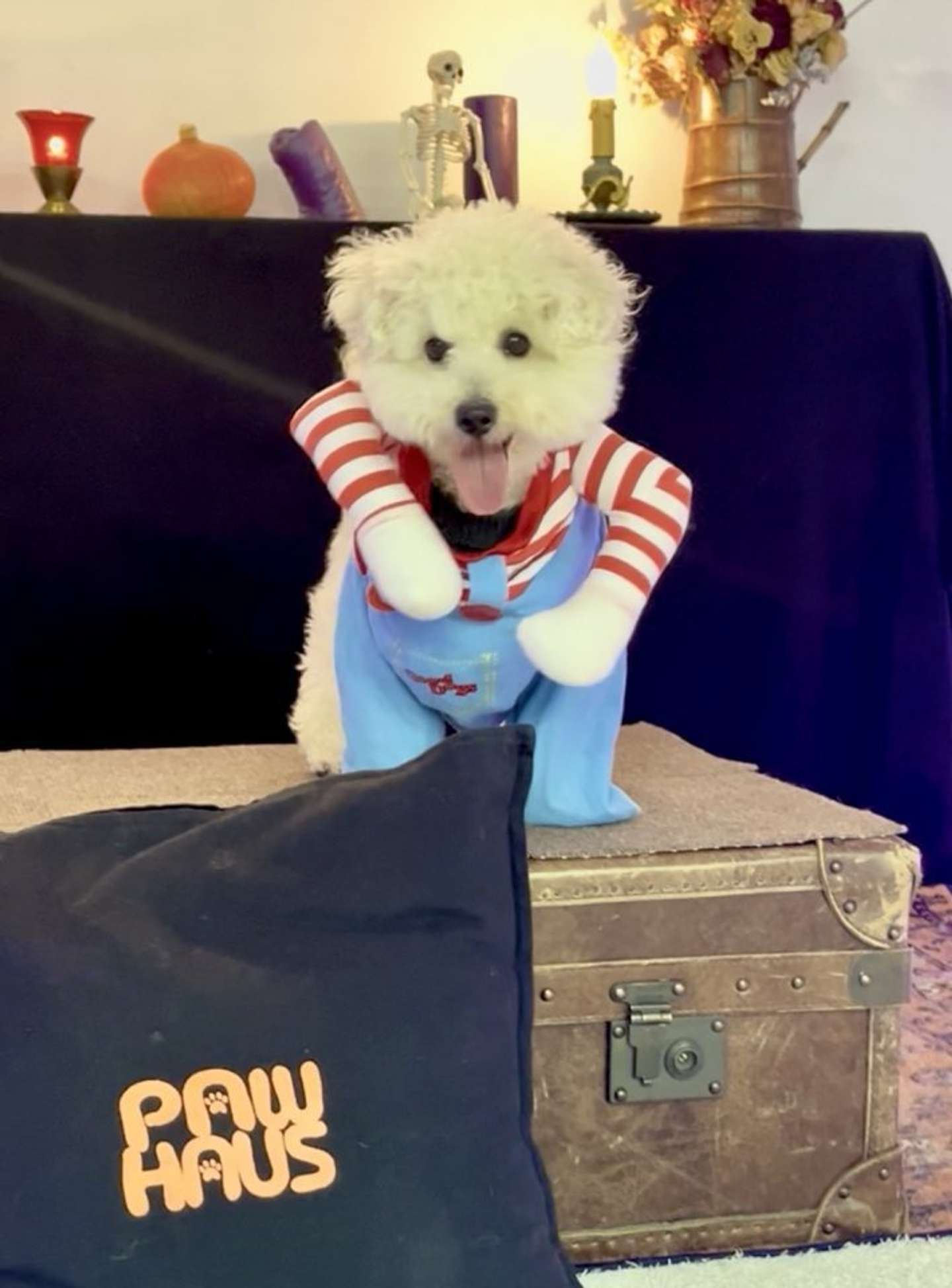 包丁は無くなっちゃった（画像は形が定まらない犬＠papoter_dogさんの投稿より）