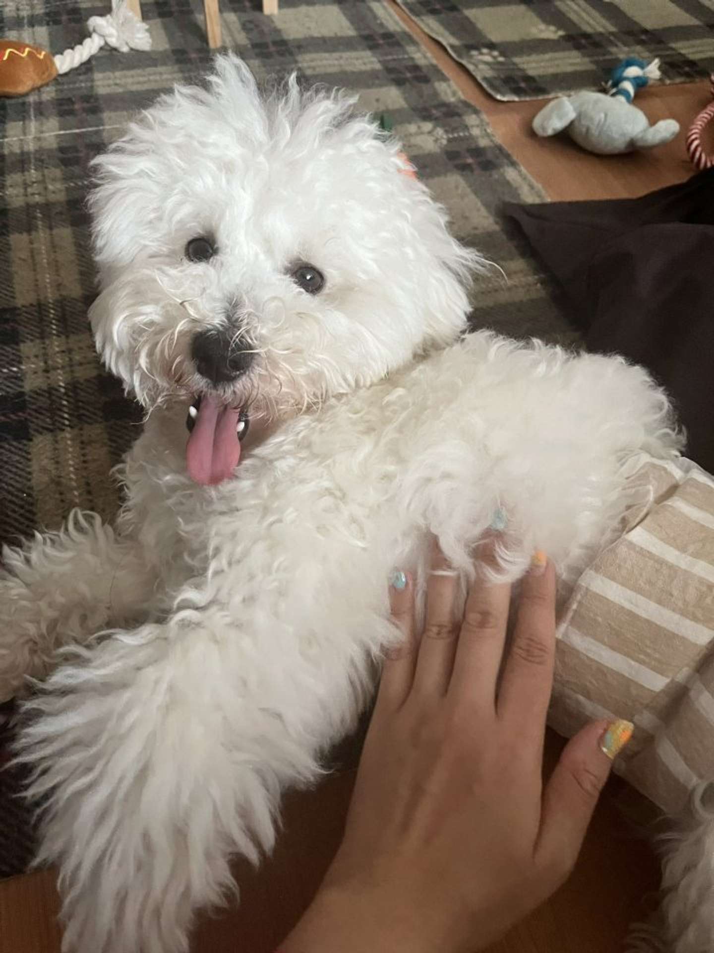 アインシュタインだったころのパポテさん