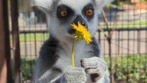 ワオキツネザルにタンポポを渡したら→こうなります　まさかの〝花の愛で方〟に4.3万人破顔「かわいい」