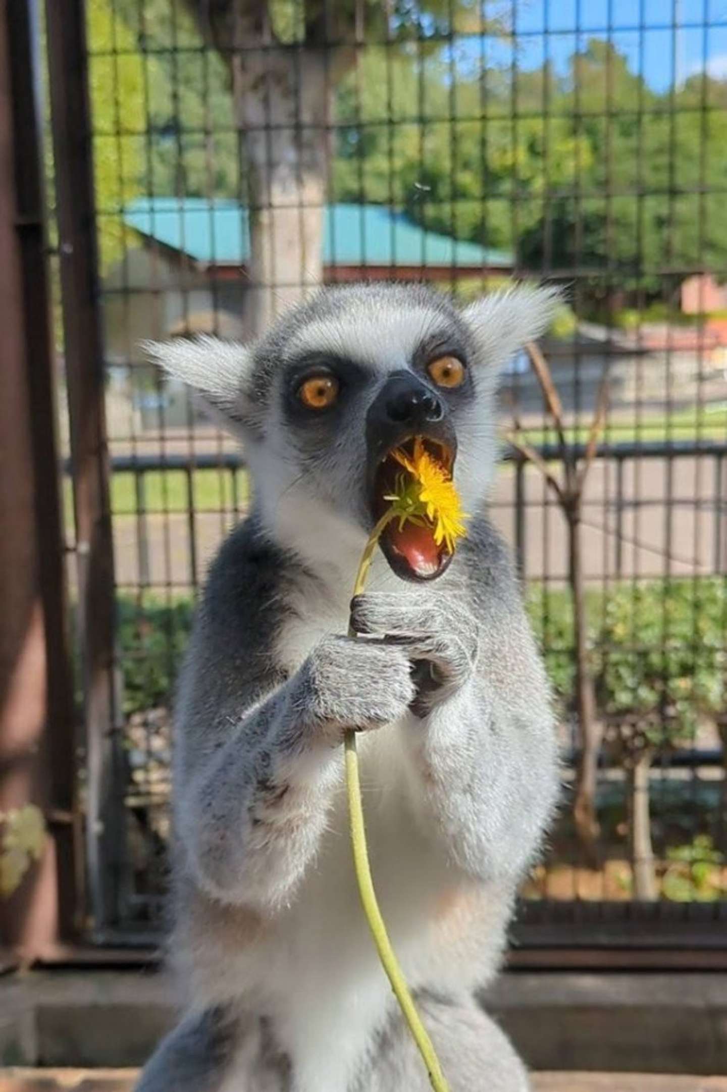 あ～ん（画像は市川市動植物園の公式Xアカウントより）