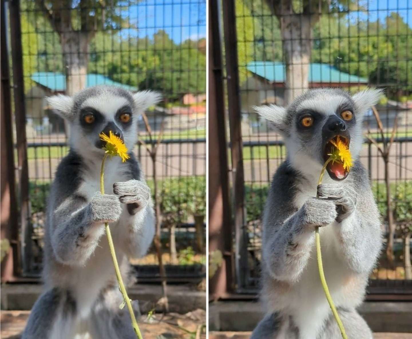画像提供：市川市動植物園