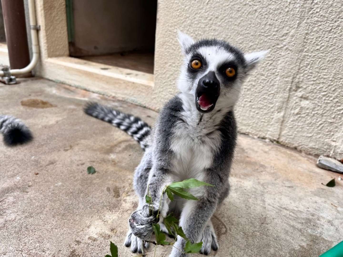 お食事中のメルモさん（画像提供：市川市動植物園）