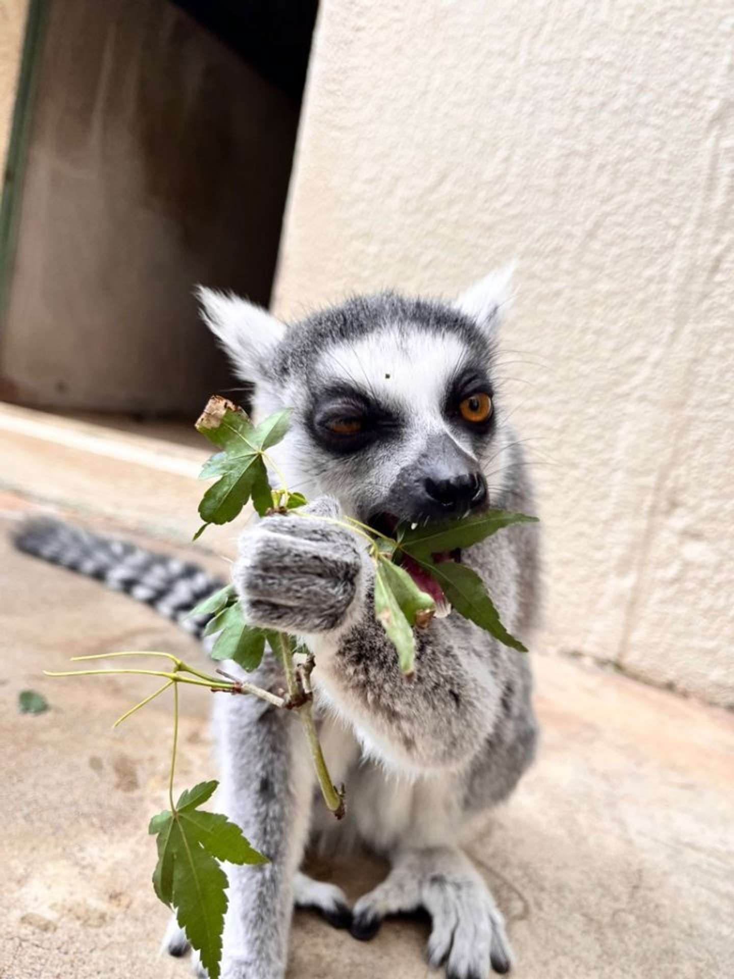 お食事中のメルモさん（画像提供：市川市動植物園）