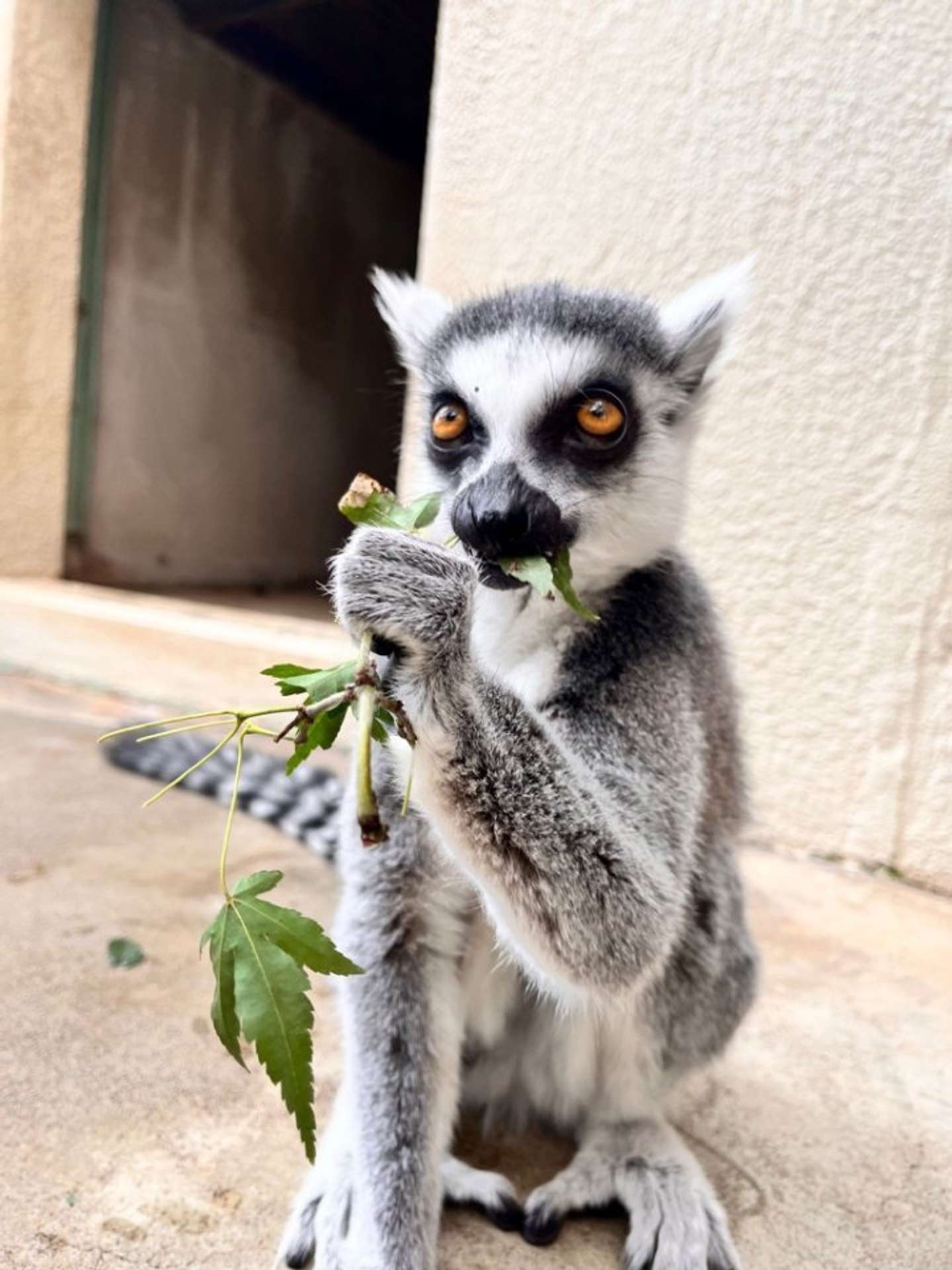 真剣な面持ち（画像提供：市川市動植物園）