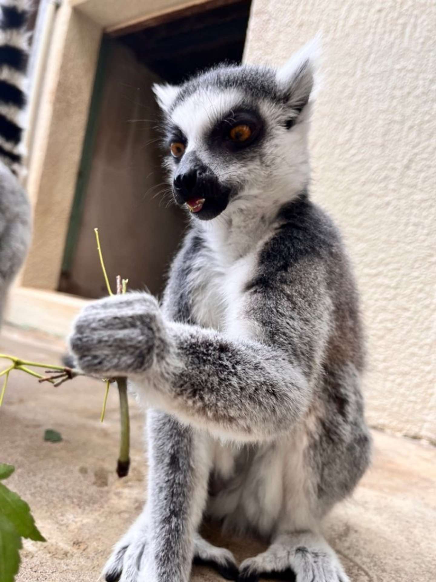 葉っぱ、完食（画像提供：市川市動植物園）