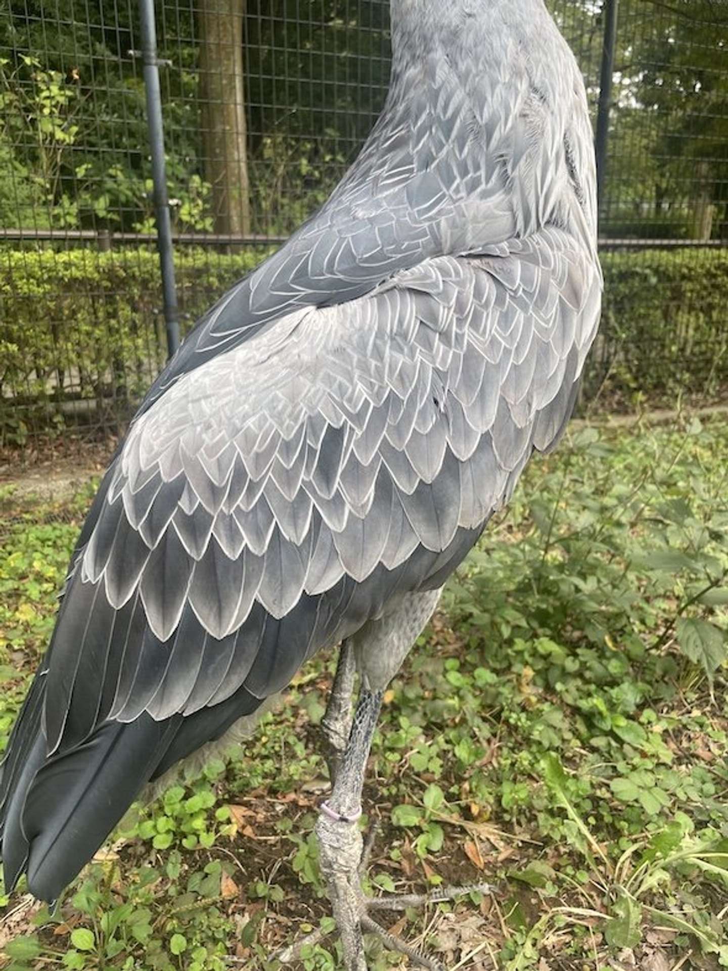 ハシビロコウの美しい羽根　千葉市動物公園【公式】アカウント（＠ChibaZoo）の投稿より