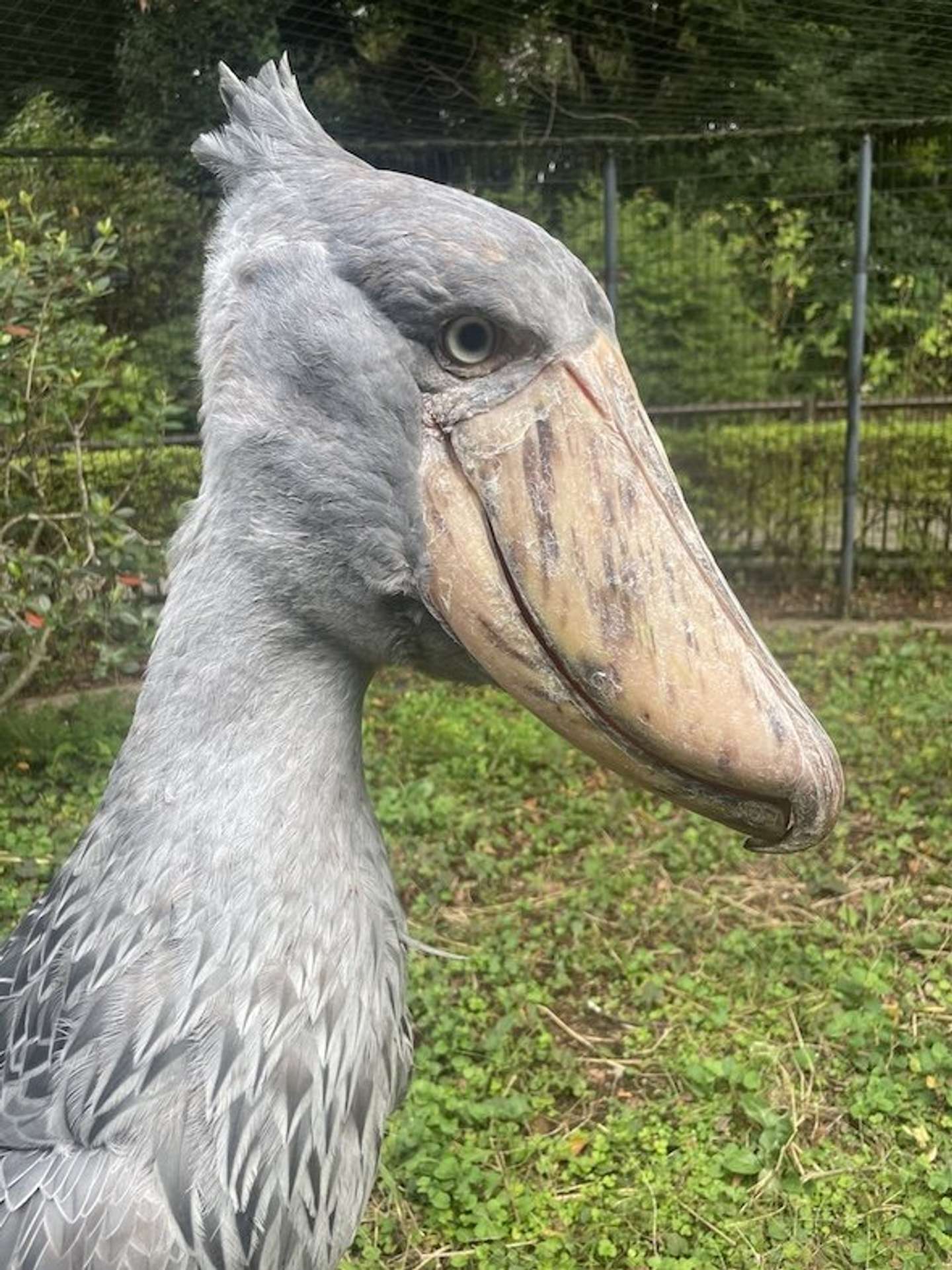 ハシビロコウ　千葉市動物公園【公式】アカウント（＠ChibaZoo）の投稿より