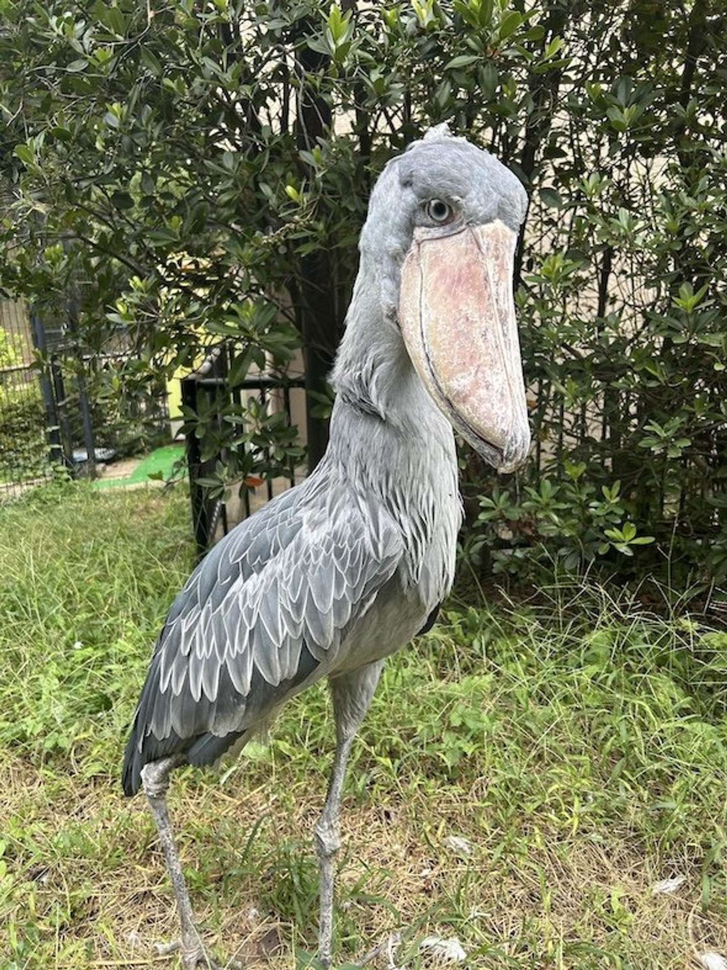 ハシビロコウ　千葉市動物公園【公式】アカウント（＠ChibaZoo）の投稿より