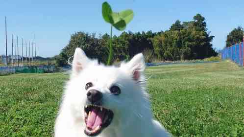 画像提供：くーさんママ(＠kukuri_shibainu)さん