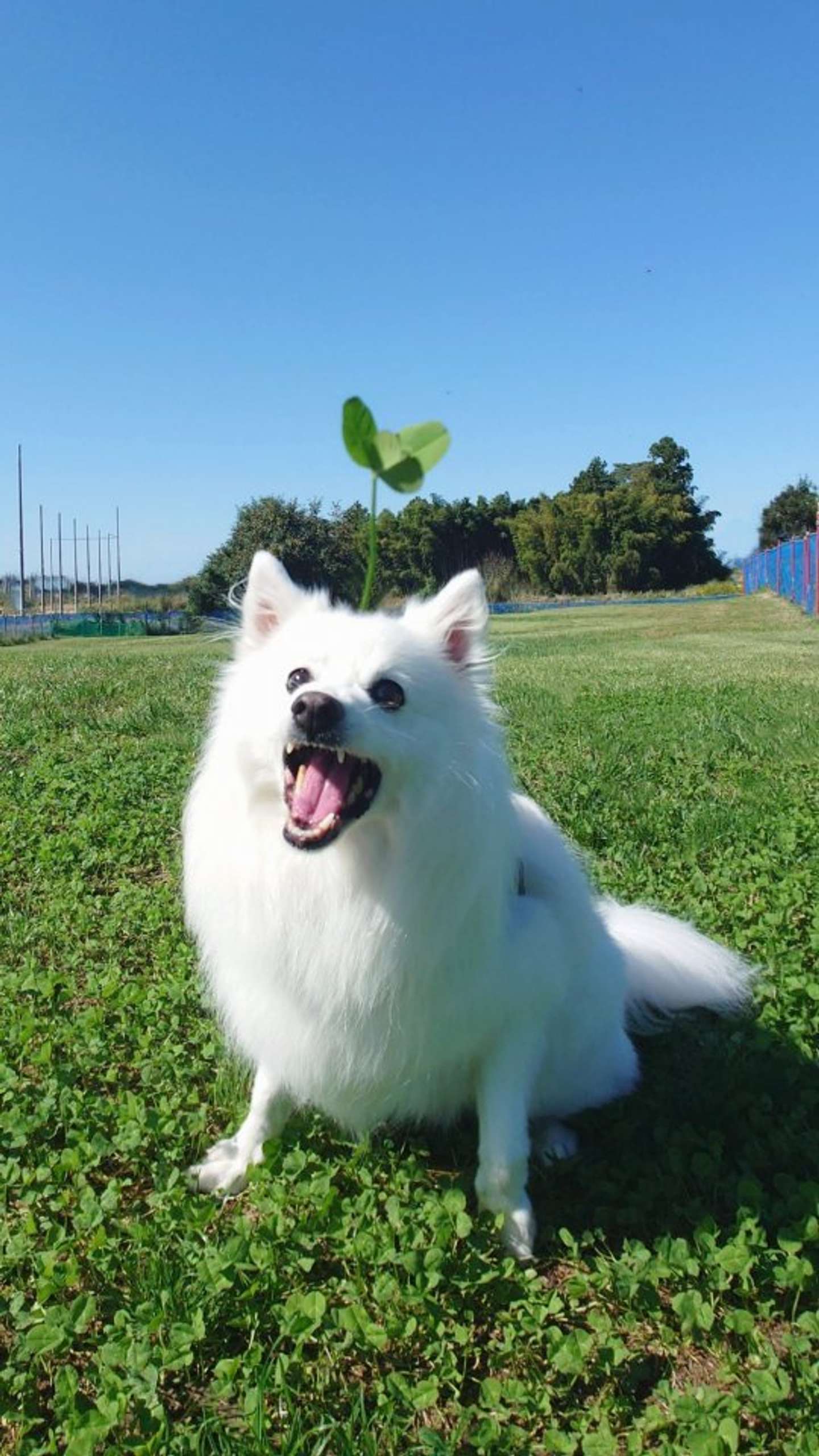 画像提供：くーさんママ(＠kukuri_shibainu)さん