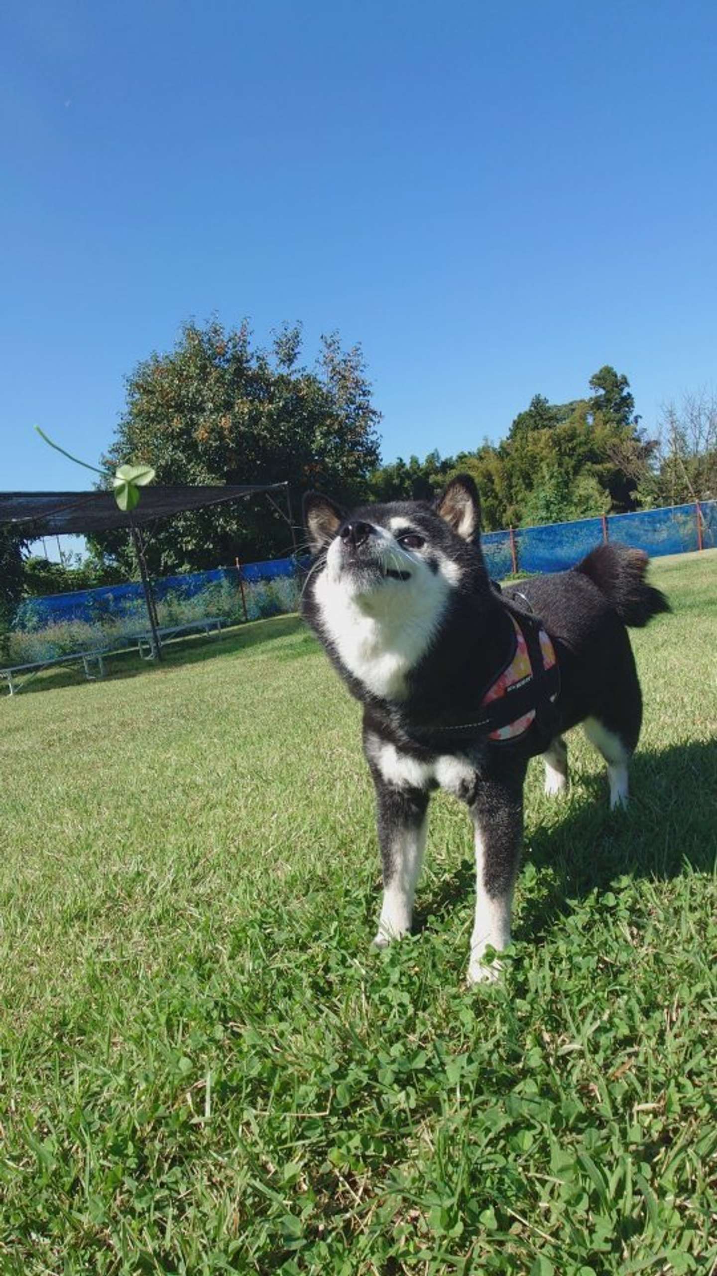 クローバー投げ遊び、同居犬のひなさんとも、画像提供：くーさんママ(＠kukuri_shibainu)さん