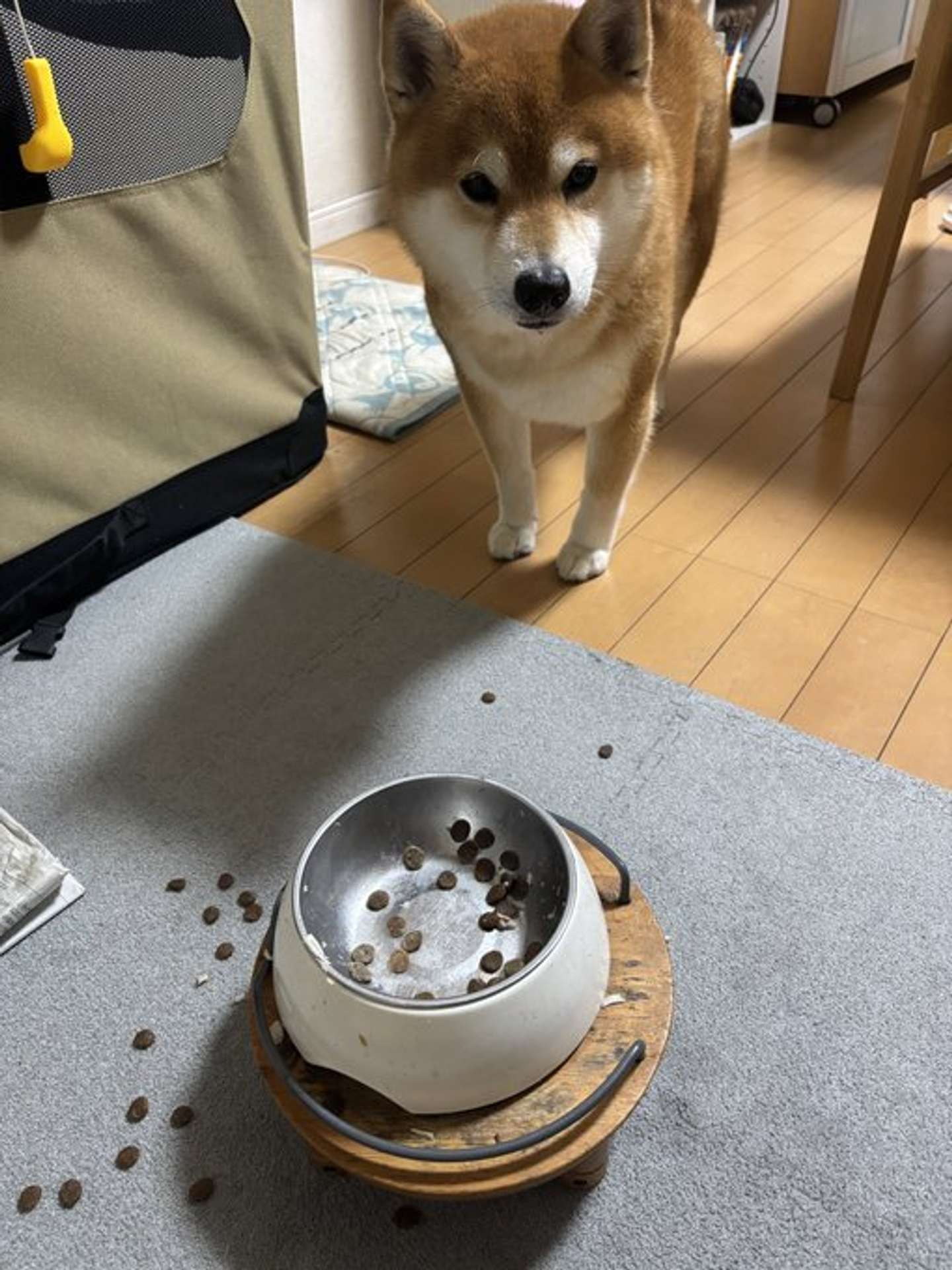 おっと（画像提供：＠kotaro_changさん）